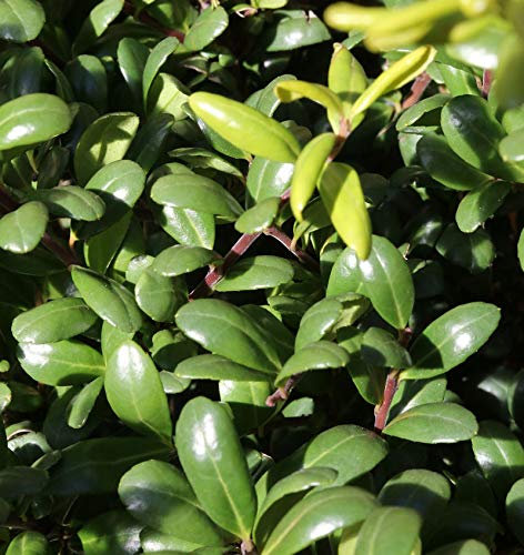 Kugelschnitt Glorie Dwarf® 40-50cm - Ilex crenata