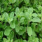 50 semillas de plantas de mejorana.