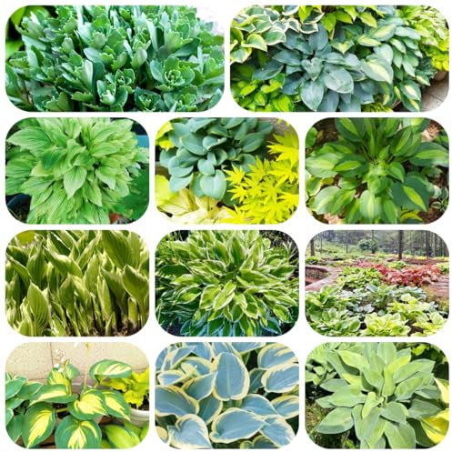 pianta di hosta resistente - semi - Piante rare - piante da ombra resistenti d'appartamento che purificano l'aria semi di prato fiorito hosta resistenti per il giardino pianta perenne 200pcs