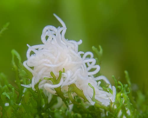 NatureHolic - Cibo vivo Enchytraen - Enchytraeus albidus