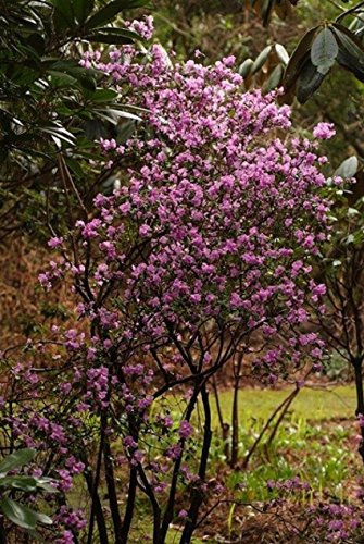 Samen Paket: Rhododendron 'Pjm Elite Star' - Starteranlage