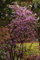 Samen Paket: Rhododendron 'Pjm Elite Star' - Starteranlage