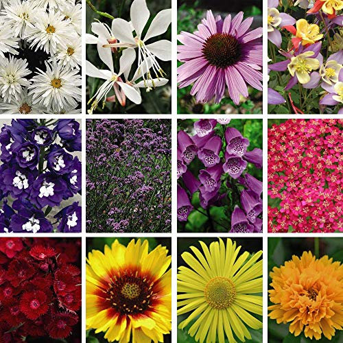 Nurseryman's Choice Perennial Plugs Garden Plants 72 x Plugs by Thompson and Morgan (72)
