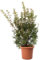KENTIS - Plante Pistachier Lentisque - Pistacia Lentiscus - Vraies Plantes d'Extérieur Résistantes - Plante de Haie de Jardin - H 100-125 cm Pot de Culture Ø 30 cm