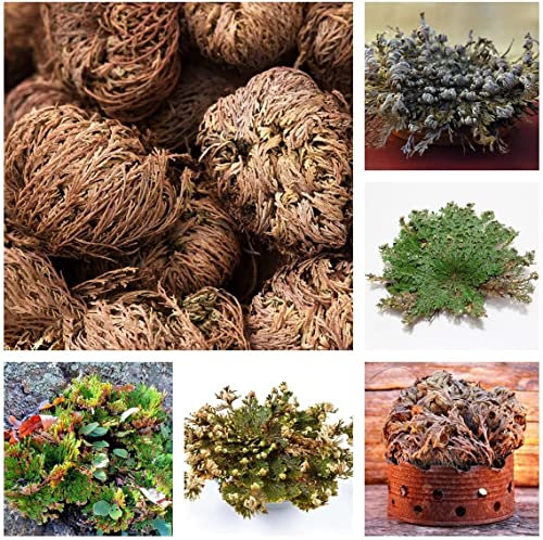 Rosa Di Gerico Selaginella Lepidophylla Rosa Di Gerico True Lucky Rettile Fertilità Pianta Miracolo Pianta Della Resurrezione Pianta Ornamentale Anastatica Hierochuntica 5 Rosa Di Gerico Bulbi
