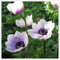 Anemonen Zwiebeln,Topfpflanzen,Anemone Rhizome,Winterharte,Anemone Flower,Gartenblumen,Winterharte Blumen,DraußEn,Blumenzwiebeln MehrjäHrig Winterhart-5zwiebeln-B