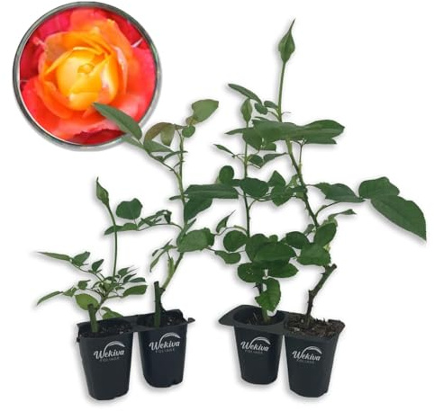 Pinata Rose Bush - 4 Live Starter Plants - Beautifully Fragrant Floribunda Rose - A Versatile Beauty with Large Blooms