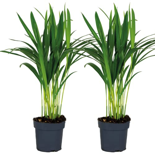Palme d'oro, palma Areca, Dypsis in set da 2, pianta da interni in vaso da giardinaggio, diametro 12 cm, 45 cm