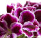Semillas De Geranios Variados - Geranio - Pelargonium Flores Regalo Semillas De Flores Plantas Decorativas Alféizar De La Ventana Decoración Interior Mariposa Arbusto Plantas 50 Piezas