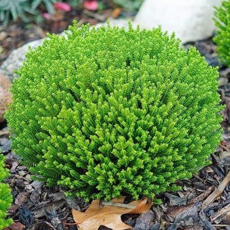 [x4] Hebe Green Globe Plants | Emarald Green Shrubs | Evergreen Garden Ready Shrubs | P9
