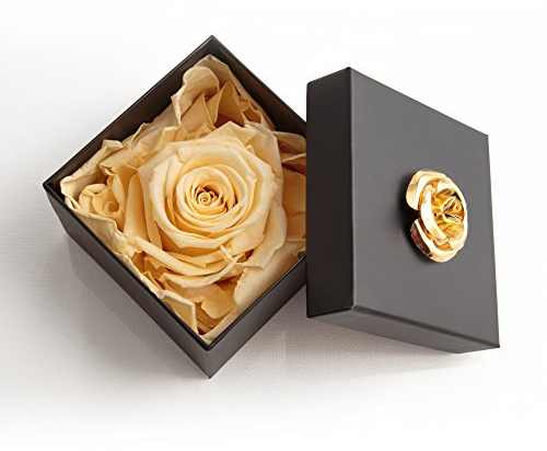 ROSEMARIE SCHULZ Heidelberg Ewige Rose Champagner haltbar 3 Jahre in Box Rose konserviert (Beige, 1 Rose)