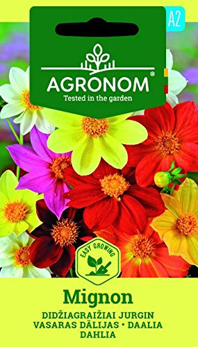 AGRONOM | DAHLIE MIGNON | Blumenssamen | Dahlie samen | Einjährige Pflanze | Pflanze samen | Für Aufzucht in Blumenbeeten | 1 Pack