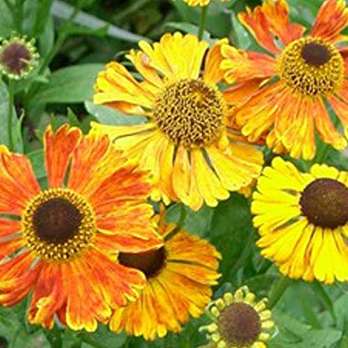 6 x Sonnenbraut 'Waltraut' - Helenium 'Waltraut': Die elegante Waltraut.