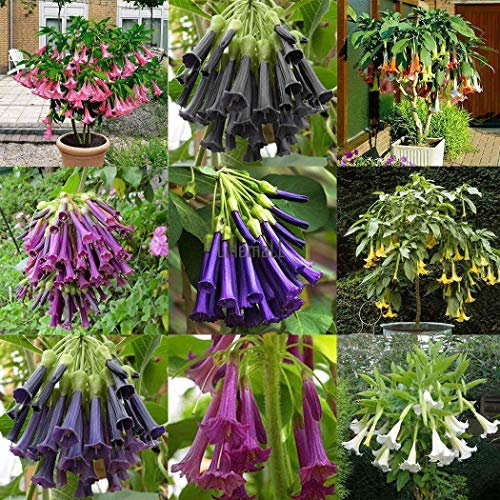 Portal Cool Seeds Package: Type4: 100X Miticolors Brugmansia Seed Angels Trumpet Huge Bloom Flower Lm0Tipo 4: 100X Miticolors Brugmansia Sea Ãngeles Trompeta Floracin enorme Flor Lm0
