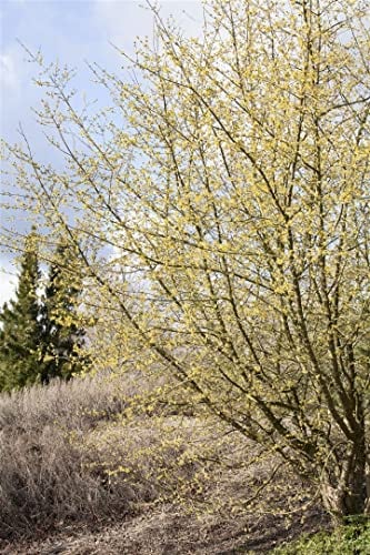Cornus mas 60-100 cm - Kornelkirsche, gelbe Blüten, Blütezeit März-April, essbare Früchte, bienenfreundlich, winterhart