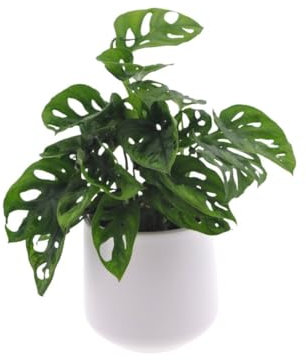Monstera | Lochpflanze | 30cm | mit Topf wählbar