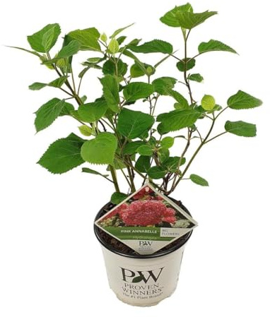 Hortensie Hydrangea Arborescens Pink Annabelle, Enthält Blühendes Laub, Pflegeleicht, Zimmerpflanze, Gartenpflanze, Für Balkon Garten Terrasse, Rosa, Ø19cm 30cm