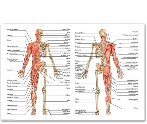 Body Map Human Anatomy Muscular System Chart Art Poster Print Leinwand Wandbilder for die medizinische Ausbildung Home Decor(19,60x80cm No frame)