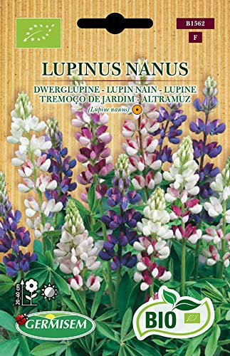 Germisem Lupine LUPINUS NANUS, ECBIO1562