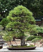 25 semi di cipresso di Monterey B1749 (Cupressus macrocarpa): Only Seeds
