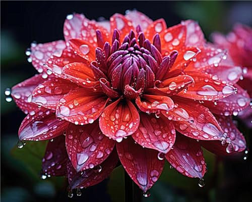 Bulbos De Dalia,Resistentes Al FríO,Largo PeríOdo De FloracióN,Flores De Cuatro Estaciones,JardineríA,Flores Brillantes-10bulbos-J