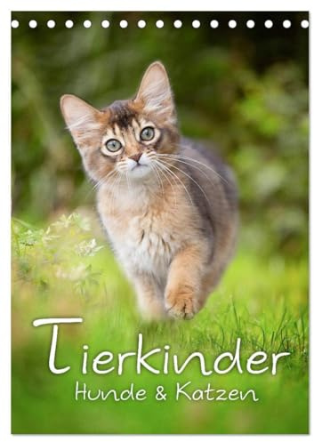 Tierkinder Hunde und Katzen (Tischkalender 2026 DIN A5 hoch), CALVENDO Monatskalender: Schöner Tierkinder Kalender mit Hunde- und Katzenkindern (CALVENDO Tiere)