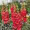 Rittersporn Blumensamen rot 100St