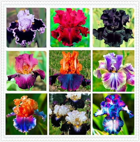 Winterharte mehrjährige,Iris,Einfach zu Pflegen,Schnelles Wachstum-Mit Auffälligen Blüten,Garteneinsätze im Freien.- 15Iris stück-E