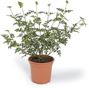 Cool Green - Planta natural interior - Jazmín