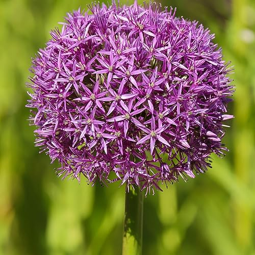 6 pcs zwiebeln allium pflanze winterhart - wildblumen steingartenpflanzen winterhart zierlauch,riesenlauch, nachhaltigkeit geschenke luftreinigende zimmerpflanzen blumenzwiebeln winterhart