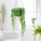 Plant Theory 20cm String of Beads Trailing Curio Rowleyanus Senecio Indoor Plant 14cm Hanging Pot