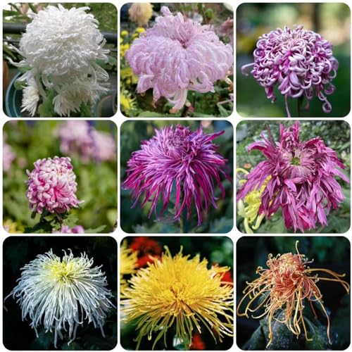550 pcs chrysanthemen mehrjährig samen - blumensamen seeds chrysantheme,Chrysanthemum morifolium, dekoration gartenblumen mehrjährig winterhart bienenwiese saatgut mehrjährig