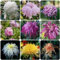 550 pcs chrysanthemen mehrjährig samen - blumensamen seeds chrysantheme,Chrysanthemum morifolium, dekoration gartenblumen mehrjährig winterhart bienenwiese saatgut mehrjährig