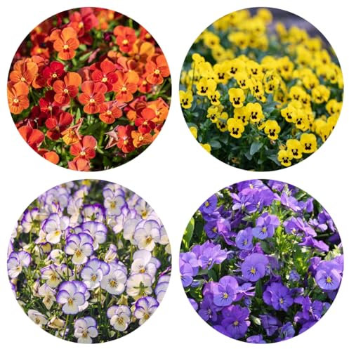 semi di viola del pensiero biologici, piante rare, decorazione del soggiorno La viola del pensiero pianta semi resistenti piante in vaso resistenti all'esterno, fiori primaverili fiori 50pcs