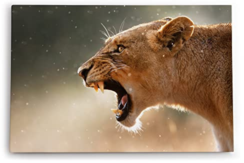 Paul Sinus Wandbilder Deko Kunstdruck 90x60cm Löwe Löwin Wildnis Raubkatze Fangzähne Afrika
