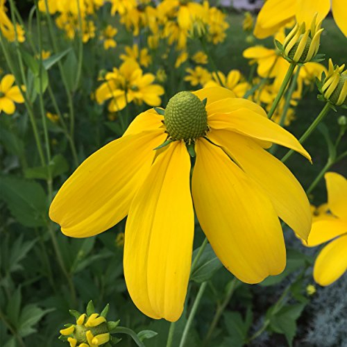 Blumixx Stauden Rudbeckia nitida 'Herbstsonne' - Fallschirm-Sonnenhut, im 1,0 Liter Topf, zitronengelb blühend