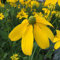 Blumixx Stauden Rudbeckia nitida 'Herbstsonne' - Fallschirm-Sonnenhut, im 1,0 Liter Topf, zitronengelb blühend