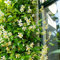 Sternjasmin Gelb - Toskanischer Sternjasmin - Kletterpflanzen winterhart - Immergrüner Duftjasmin - 1,5 Liter Topf - Winterharte Pflanzen - Jasmin - Wachstum bis zu 400 cm Höhe - ClematisOnline