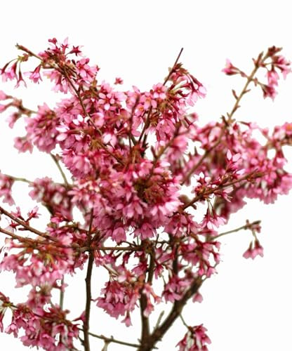 Hochstamm Zierkirsche Prunus Okame 100-125 cm auf Stamm veredelt