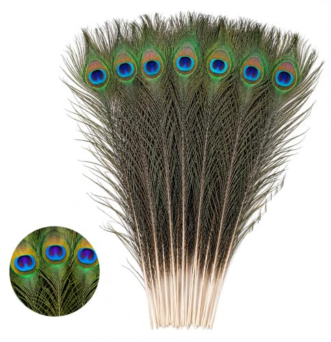 WedDecor Medium Real Peacock Feathers 15 - 18, Colourful Feathers for DIY, Kid's Arts and Crafts, Projects, Carnival Dress-Up Home Wedding Decorations, 10pcs | Beautiful Feathers for for Vase, DIY, Kid's Arts and Crafts, Projects, Carnival Dress-Up Home Wedding Decorations