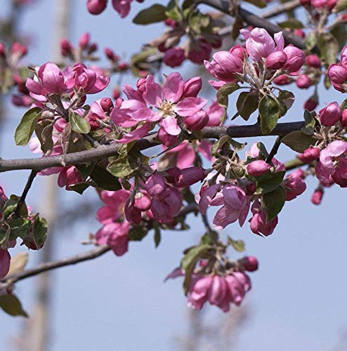 Hochstamm Zierapfelbaum Pom Pom 40-60cm - Malus Hybride - lebende Gartenpflanze aus den Baumschulen