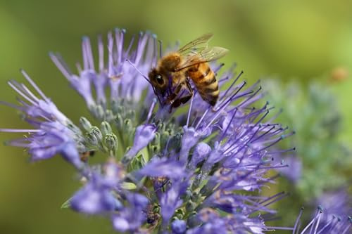 5000 Samen Phazelie Büschelschön Phacelia laevigata Hummeln Bienen Honigpflanze