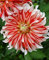 Echte Dahlienzwiebeln, Dahlienblüten, Bonsai-Blumenzwiebeln, (keine Dahliensamen), mehrjährige Pflanze Topfwurzel für Garten 2 Stk. 7