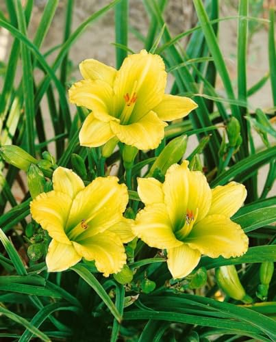 Hemerocallis x cult. 'Green Flutter' ca. 11x11 cm Topf - Taglilie, gelbgrüne Blüten, Blütezeit Juni-August, ideal für Rabatten, pflegeleicht und winterhart