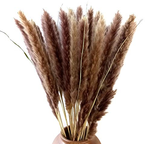 DongArts 30 St. Natürliches getrocknetes Pampasgras, Schilfrohr, Hochzeitsstrauß, 58 cm hohes Federgras (Natur)