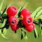 coalesceaihe 10 Stücke Taxus Baccata Samen Englisch Eibe Baum Rote Frucht Bonsai Hausgarten Decor English Yew Tree Seeds