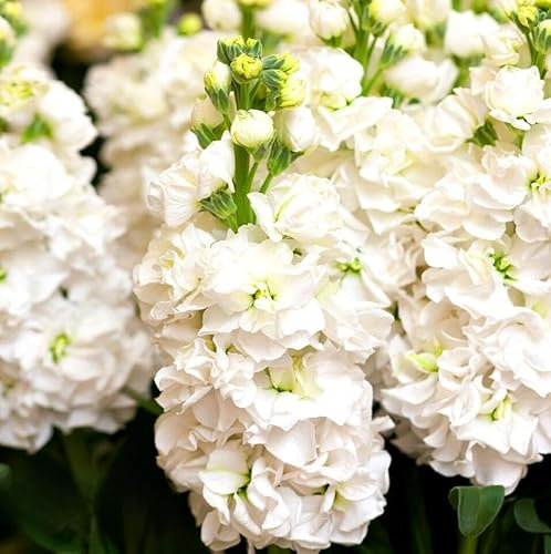 Column Stock White Christmas - 100 Seeds + Plant tag + Freebie - Matthiola incana Mammouth Excelsior