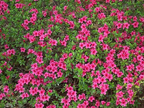 10 Halb von Rhododendron obtusum Azalee