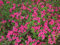 10 Halb von Rhododendron obtusum Azalee