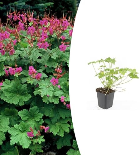 Geranium macr. 'Czakor' | 24 Stück - 10-25cm - Ø9cm - Gartenpflanze